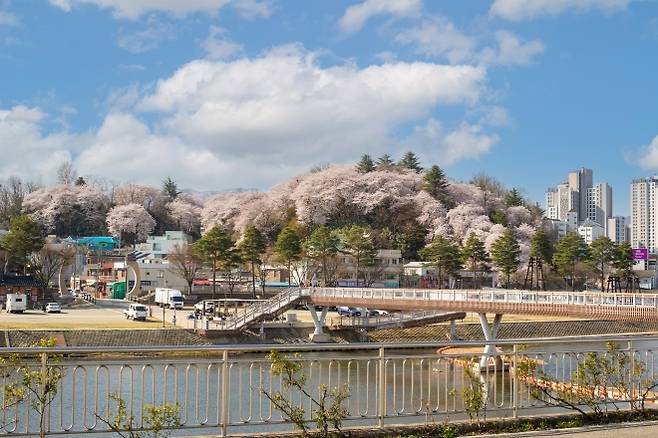 다음달 3~5일 강원 강릉 노암동 남산공원에서 벚꽃축제가 개최된다. 사진은 지난해 벚꽃이 만개한 남산공원 풍경.