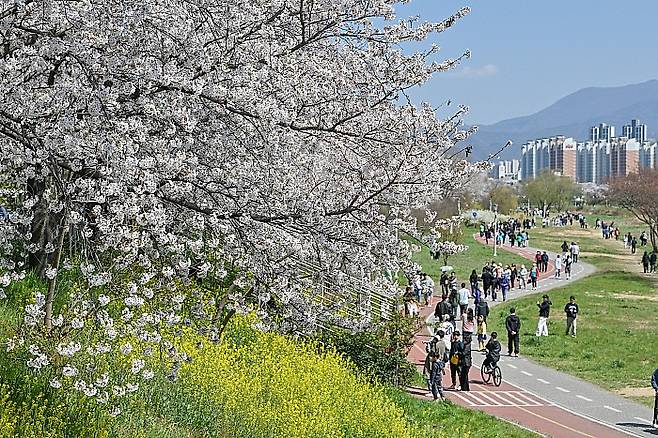 광주 시민들이 만개한 광주천변 벚꽃길을 산책하고 있다. 광주 서구 제공