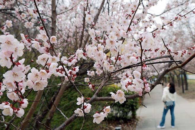 29일 서울 영등포구 여의도 윤중로에 벚꽃이 개화하기 시작한 가운데 외국인 관광객이 사진을 찍고 있다. 연합뉴스