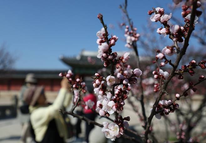 ▲매화꽃 필 무렵[연합뉴스]