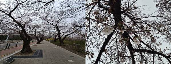 3월29일 여의도 윤중로 벚꽃 개화 사진(좌: 전경, 우: 근접). 기상청 제공
