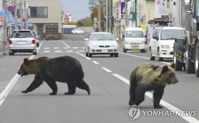 일본 북부 홋카이도 샤리에서 갈색 곰 두 마리가 도로를 배회하고 있다. AP연합뉴스