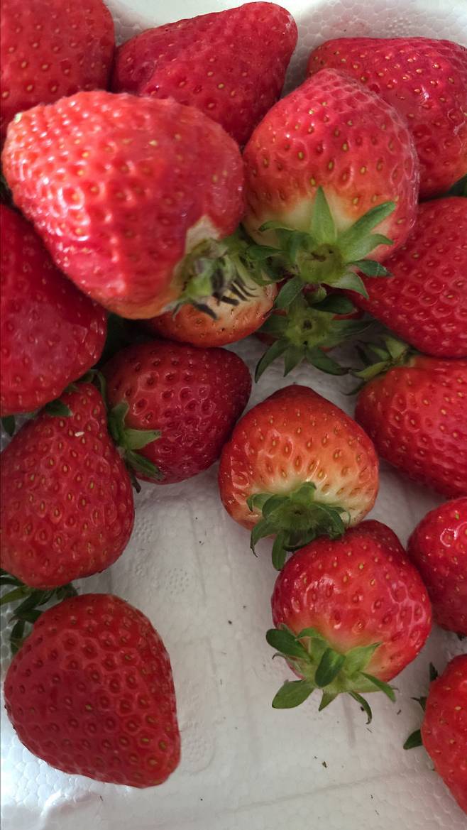 서산 지역 A농협 하나로마트에서 구매한 딸기 한 박스 내부 모습으로, 상단의 큰 딸기와 하단의 상대적으로 작은 딸기가 혼합 포장된 상태(사진 = 독자 제공)