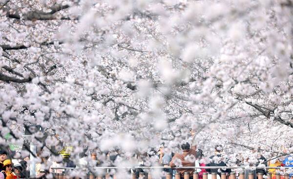 국내 최대 봄꽃 축제인 '진해군항제'가 열리는 지난 29일 경남 창원시 진해구 여좌천에 관광객들이 방문하고 있다. 연합뉴스
