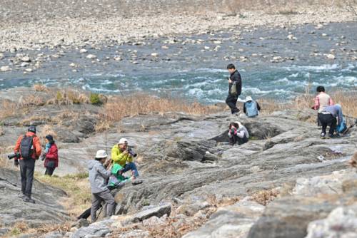 ◇‘제20회 정선 동강할미꽃 축제’가 지난 27일부터 29일까지 정선읍 귤암리 동강할미꽃 거리와 동강생태체험학습장 일원에서 1만여명의 관람객을 유치하며 성황리에 막을 내렸다.
