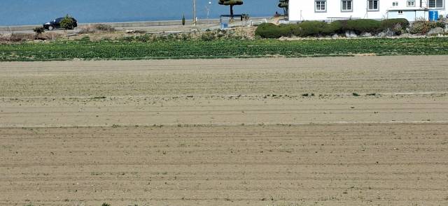 남해군 이동면의 한 시금치 밭. 시금치 가격이 폭락하면서 밭을 갈아엎은 상태다. 김현우 기자
