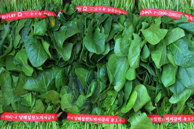 남해 시금치인 보물초는 남해군 대표 작물 중 하나다. 하지만 올해 3월 가격이 폭락해 농민들의 시름이 깊다. 남해군 제공