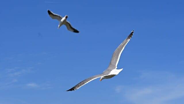 갈매기를 포착한 사진 중 일부. (사진=지디넷코리아)