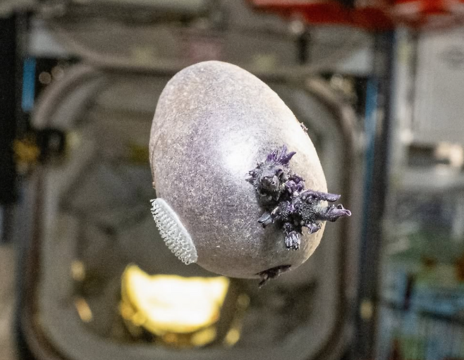 NASA 비행사 돈 페팃이 ISS에서 재배한 보라색 감자 ‘스퍼드닉 1호’의 사진이 기괴한 비주얼로 인해 외계 생명체 논란을 일으켰다. 사진=인스타그램(@astro_pettit)