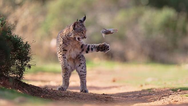 '올해의 야생동물 사진작가상' 피플스 초이스 우승작 '날아다니는 설치류'. 사진=Wildlife Photographer of the Year /Josef Stefan