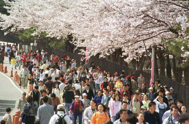 2019년 서울랜드 진입로에 벚꽃이 만개해 봄나들이를 나온 시민들을 환영하고 있다. 한국일보 자료사진
