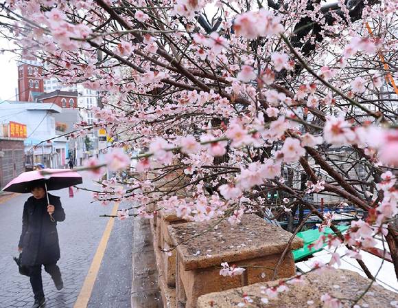 부산 수영구 한 주택가에 활짝 핀 매화 앞으로 주민이 우산을 쓰고 지나가고 있다. [사진=연합뉴스]