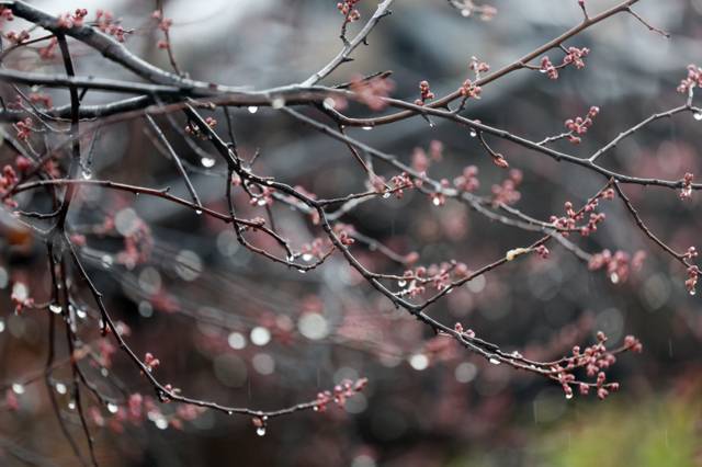 ▲ 전국 곳곳에 봄비가 내린 18일 대구 달성군 화원읍 남평문씨본리세거지의 나무에 빗방울이 맺혀있다. 연합뉴스