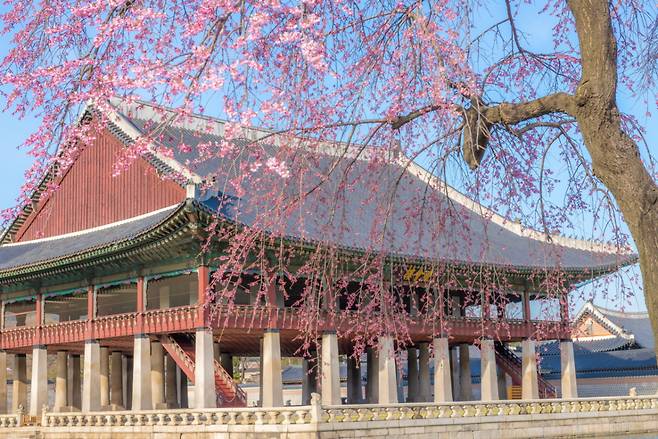 수양벚꽃이 드리운 경복궁 경회루/사진제공=서울관광재단