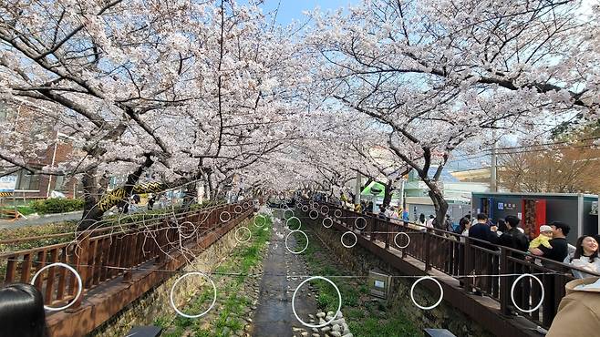 제64회 진해군항제 개막 후 첫 주말에 진해구 여좌천 로망스 다리에 핀 벚꽃.