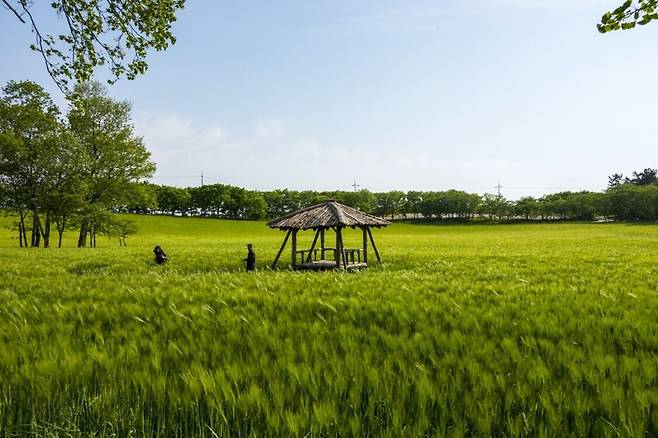 고창청보리밭축제 무대인 전북 고창군 공음면 학원농장 일대 청보리밭. 마케팅센터 제공