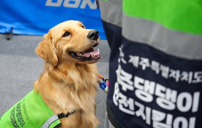 댕댕이 안전지킴이 [제주도 제공. 재판매 및 DB 금지]