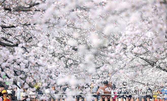 진해군항제 (창원=연합뉴스) 김동민 기자 = 국내 최대 봄꽃 축제인 '진해군항제'가 열리는 29일 오후 경남 창원시 진해구 여좌천에 관광객들이 방문하고 있다. 2026.3.29 image@yna.co.kr