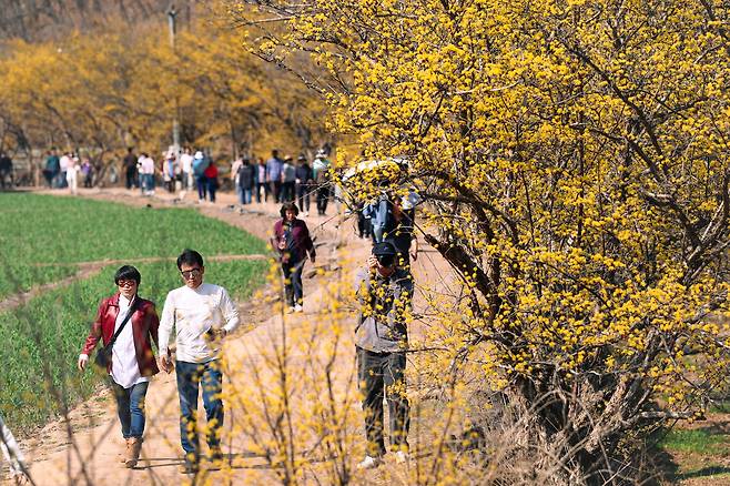 의성군 사곡면 산수유마을을 방문한 행락객들이 산수유꽃길을 걷는 모습. /의성군 제공