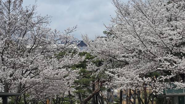 울트라가 잡아낸 벚꽃엔딩. 사진=최진홍 기자