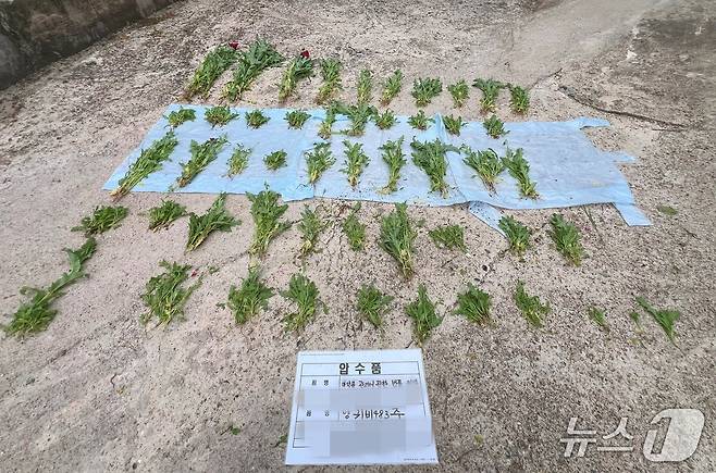 단속된 양귀비.(동해해경청 제공, 재판매 및 DB 금지) 2026.3.31/뉴스1