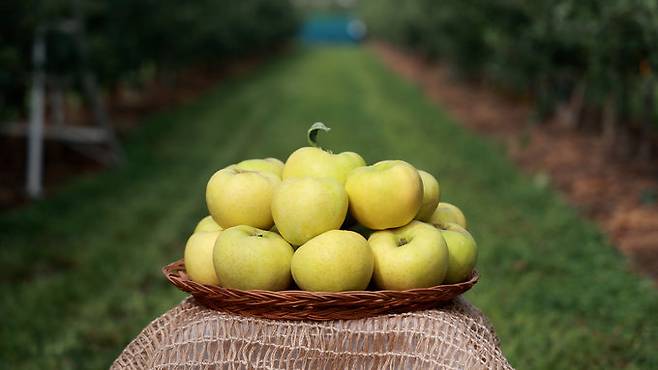 여름 사과 품종인 골든볼. 대구 군위군 제공