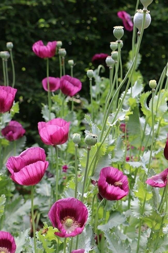 ▲ 동해해경청에 단속된 양귀비.