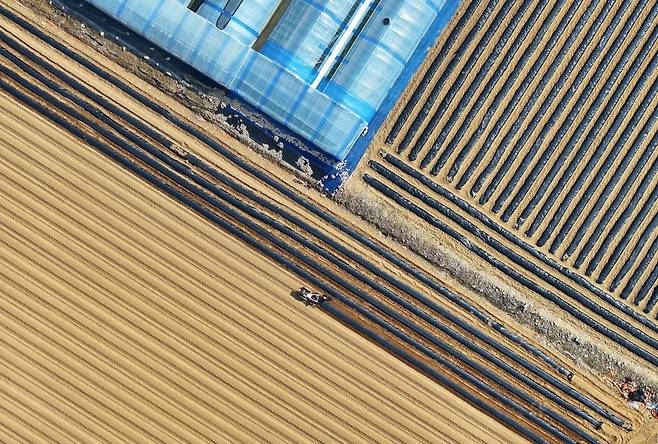 강원 춘천시에서 한 농민이 농업용 멀칭 비닐을 이랑에 씌우고 있다. 사진=연합뉴스