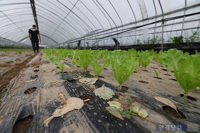 경기 양평의 한 비닐하우스에서 상추가 자라고 있다. 사진=이솔 기자