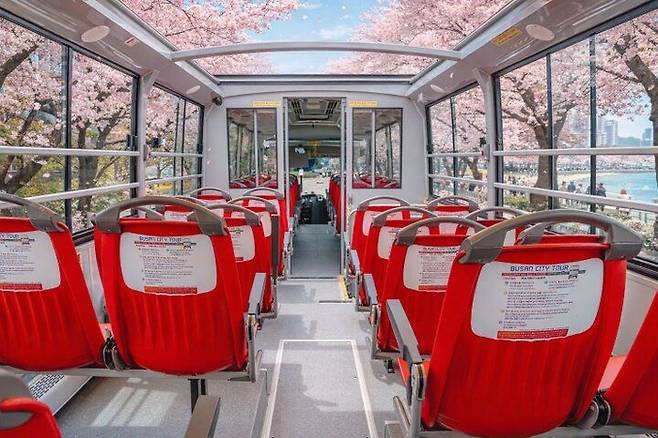 부산시티투어 하프오픈형버스 봄꽃테마노선 / 사진 = 부산관광공사