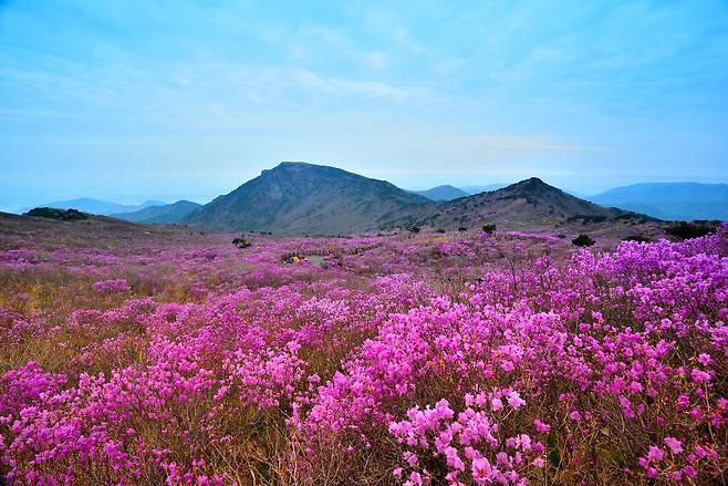 달성군 비슬산 참꽃 전경.[대구 달성군 제공]