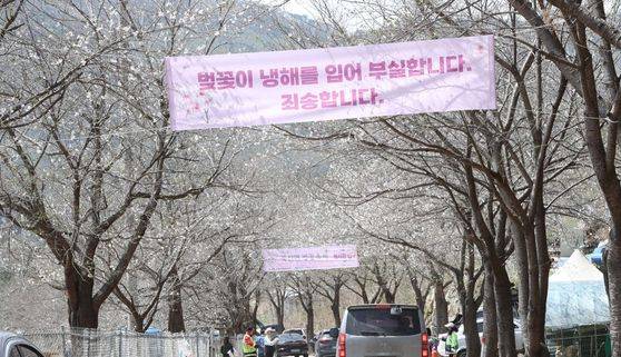 지난 2023년 강원도 춘천 부귀리 벚꽃축제 현장에 ‘벚꽃이 냉해를 입어 부실합니다. 죄송합니다.’라는 내용의 현수막이 걸려 있다.[헤럴드DB]