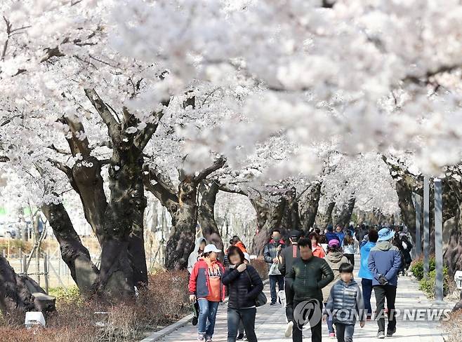 흐드러지게 핀 작천정 벚꽃 [연합뉴스 자료사진]