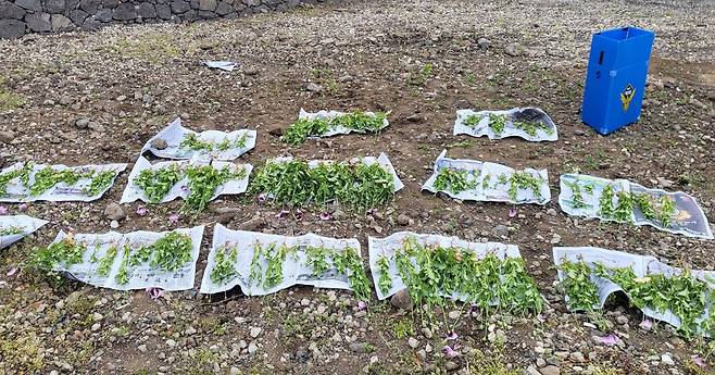 해경에 압수된 양귀비 [제주해양경찰청 제공, 재판매 및 DB 금지]