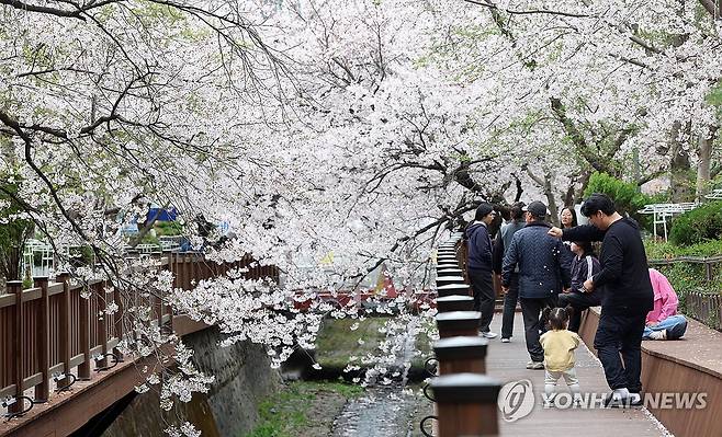마산합포구 숨은 벚꽃 명소 (창원=연합뉴스) 김동민 기자 = 31일 경남 창원시 마산합포구 소하천 거리에 활짝 핀 벚꽃. 2026.3.31 image@yna.co.kr