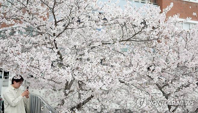 봄 입구 (창원=연합뉴스) 김동민 기자 = 31일 경남 창원시 마산합포구 경남대 월영캠퍼스에 활짝 핀 벚꽃. 2026.3.31 image@yna.co.kr