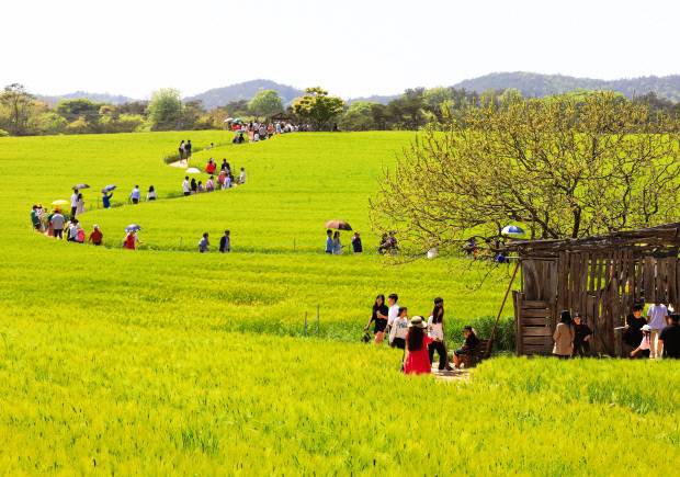 봄의 절정, 고창 청보리밭. <고창군 제공>