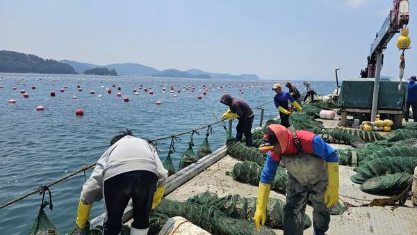 굴 모패장을 설치하는 모습. /경남도