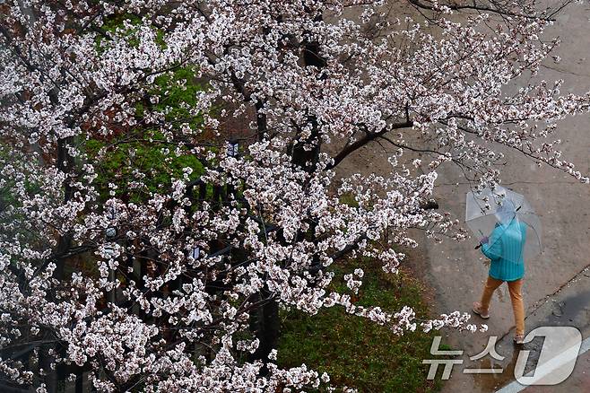 봄비가 내리는 전날(31일) 오전 경북 포항시청사 옆 산책로에서 우산을 든 시민이 걸어가고 있다. 2026.3.31 ⓒ 뉴스1 최창호 기자