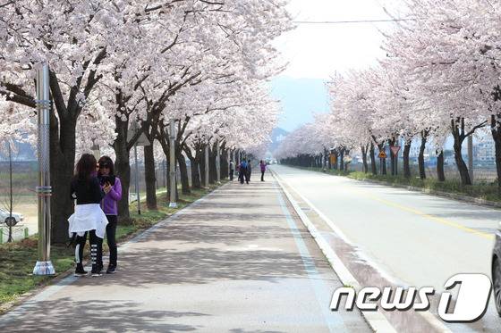 벚꽃 만개한 양양 남대천 둔치 자료사진. (양양군 제공, 재판매 및 DB 금지)
