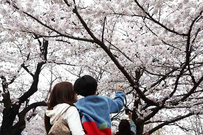 서울 여의도 윤중로 벚꽃길에서 시민들이 활짝 핀 벚꽃을 보고 있다. /뉴스1