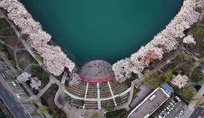 벚꽃이 만개한 서울 송파구 석촌호수. /송파구 제공
