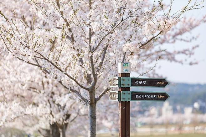 지난해 경포벚꽃축제. 뉴스1