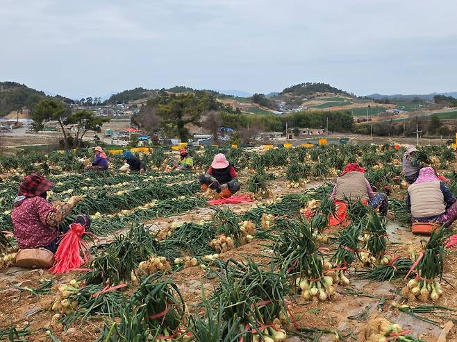 전남 여성농업인이 양파를 수확하고 있다. 전라남도 제공