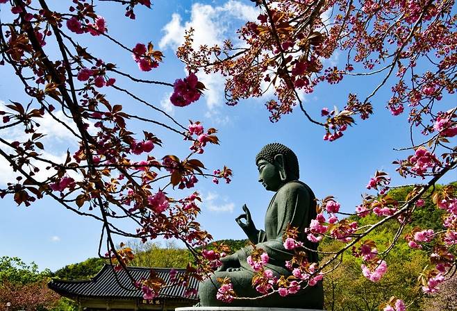 '봄꽃향연' 모바일 스탬프투어의 각원사의 모습 ⓒ천안시 제공