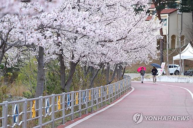 벚꽃 만개한 속초 영랑호 [연합뉴스 자료사진]