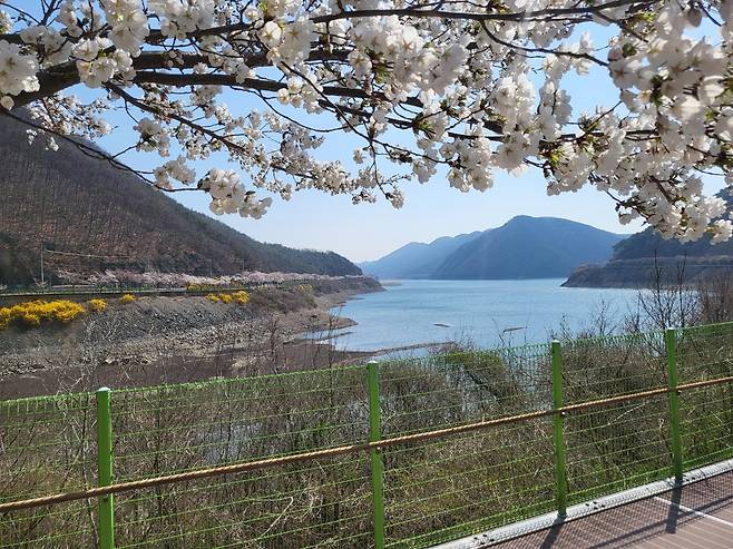 2일 영천댐 벚꽃 100리길 자양면 용화리 입구에서 바라본 전경, 이 곳은 확 트인 호수위에 벚꽃과 산자락의 풍경이 겹쳐지며 풍경이 장관을 이루는 곳이다.