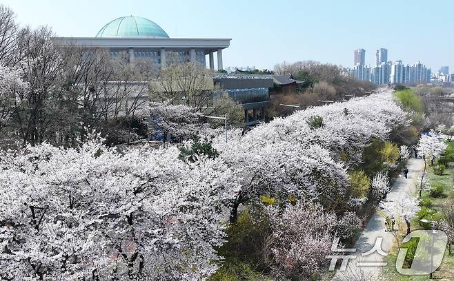 '여의도 봄꽃축제'를 하루 앞둔 2일 서울 여의도 윤중로에 벚꽃이 만개해 있다. 2026.4.2 ⓒ 뉴스1 최지환 기자