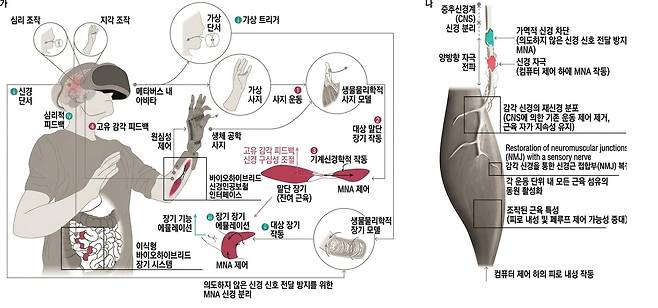 근육과 감각신경으로 구성된 생체 모터인 근신경 구동기(MNA)는 가상현실에서 음식을 먹으면 장기를 수축해 실제로 소화가 되는 느낌을 구현한다(왼쪽 그림 녹색 i~iv). 물체를 로봇 의수로 잡으면 남은 근육에 붙은 MNA가 촉감을 뇌로 전달한다(붉은색 1~4). MNA는 중추신경계에서 오는 신호를 차단하고 컴퓨터가 보낸 신호를 감각신경으로 전달해 생체 모터의 근육을 작동시켜 장기를 수축한다(오른쪽 그림)./Nature Communications
