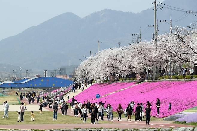 전북 정읍시 정읍천을 찾은 나들이객들이 벚꽃을 바라보며 산책하고 있다. 정읍시는 3~5일 벚꽃 축제를 연다. 정읍시 제공